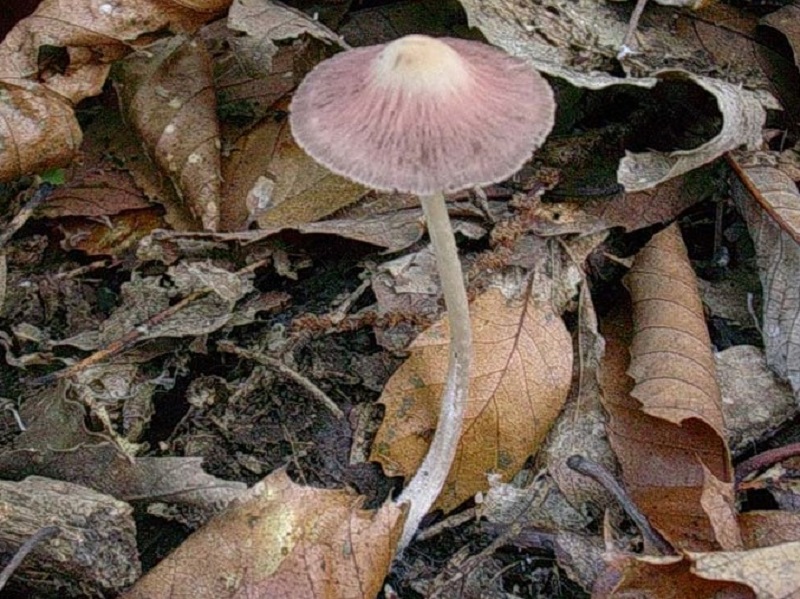 469 Ottobre vecchio ritrovamento